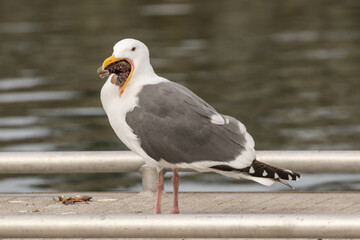 Seagull Eating a Starfish