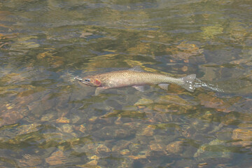 Cutthroat Trout in the Salmon River