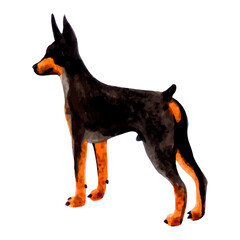 Watercolor black doberman pinscher. watercolor hand drawn illustration. 