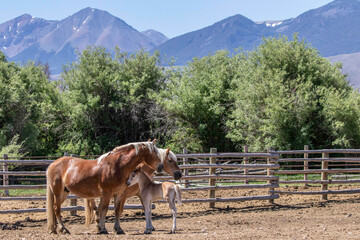 Horses in a Corral