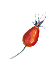 Rose hip illustration