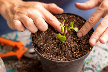 Hands planting tree cutting in a pot