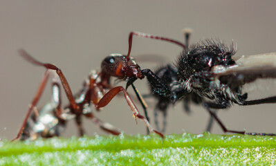 an ordinary ant bites through the paw of a winged insect with its jaws macro