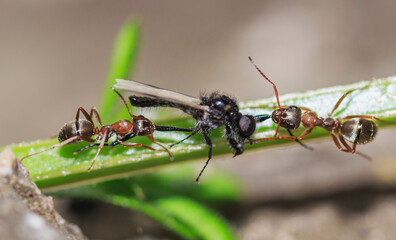 two ants hold in their jaws the legs of a winged insect on a plant stem close-up
