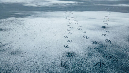 Wood Duck tracks on the frozen pond