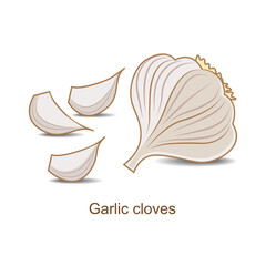 Garlic and garlic cloves isolated on a white background.