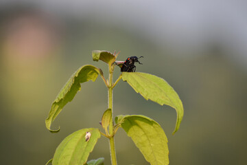 Orange bristle beetle sitting on top of the stem.