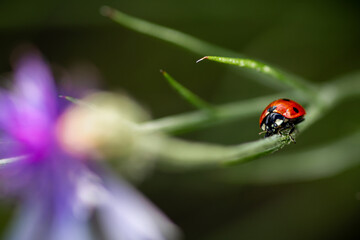ladybird on a leaf, ladybug on a branch, insect, nature, macro, 
