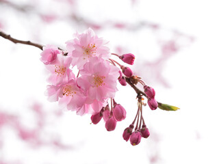 Close up shidare cherry blossoms 