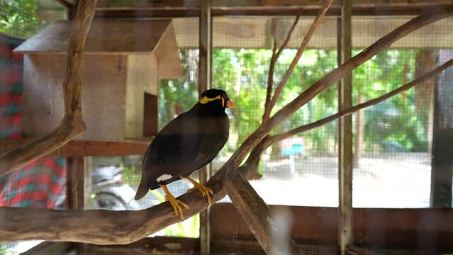Gracula religiosa myna bird talking in a cage, Thailand. The common hill myna or Gracula religiosa formerly simply known as hill myna bird, resident of South Asia and Southeast Asia. There is sound