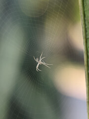 Orb-weaver spiders are members of the spider family Araneidae. 