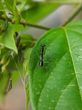 Amantis is a genus of praying mantids native to Asia and the islands of the Pacific Ocean and now belongs to the monotypic tribe Amantini of the subfamily Iridopteryginae.
