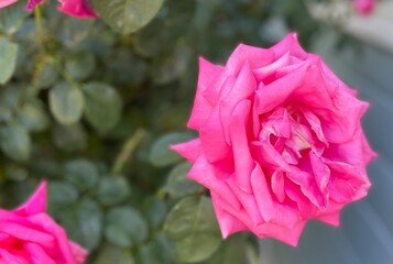 pink rose in garden