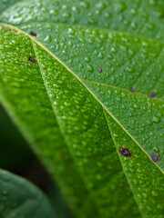 Fototapeta na wymiar Close-up of morning dew water on fresh green leaves