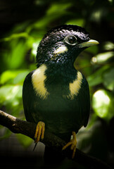 Bird perching on  branch. The Sulawesi myna, Basilornis celebensis is a species of starling in the family Sturnidae.