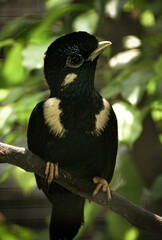 Bird perching on  branch. The Sulawesi myna, Basilornis celebensis is a species of starling in the family Sturnidae.