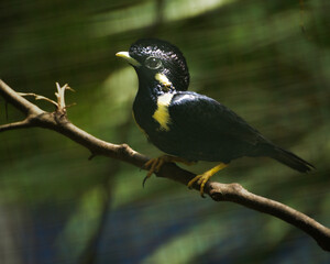 Bird perching on  branch. The Sulawesi myna, Basilornis celebensis is a species of starling in the family Sturnidae.