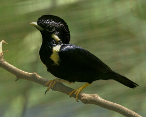 Fototapeta premium Bird perching on branch. The Sulawesi myna, Basilornis celebensis is a species of starling in the family Sturnidae.