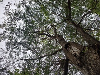Tree v1