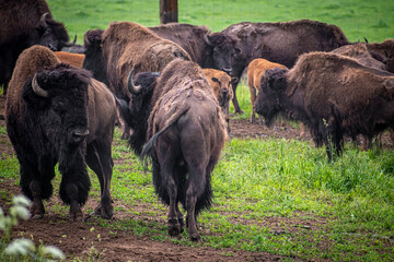 Male bisons guarding a herd. Scary giant animals grazing in a green lush meadow in Lithuania. Large mammals in the outdoors. Selective focus on the details, blurred background.