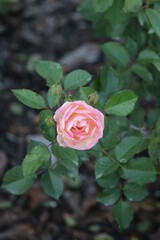pink rose closeup