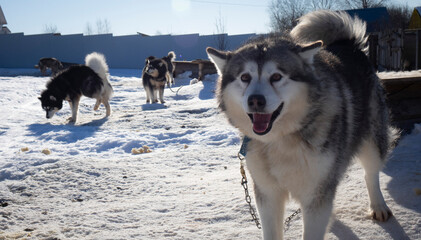 Portrait of a Husky Malamute dog.