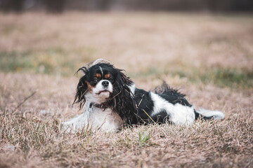Naklejka na ściany i meble Funny Cavalier dog in a dried meadow. Cute pet with black ears and white snout laying on withered grass. Selective focus on the details, blurred background.