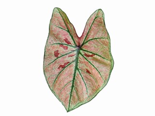 green red pink dot veins Caladium fancy leaved tropical foliage plant leaves popular houseplant isolated on white background, clipping path included.
