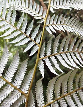 New Zealand native species silver fern frond underside of leaf