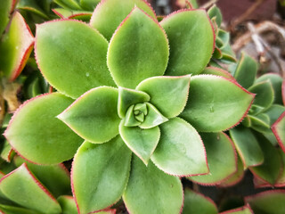 Close-up of succulent with geometric pattern 