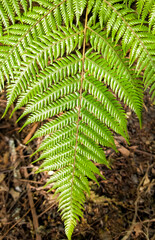 New Zealand native fern frond