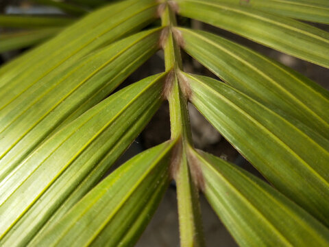 New Zealand native nikau palm frond