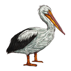 Antique engraving illustration of great  pelican isolated on white background