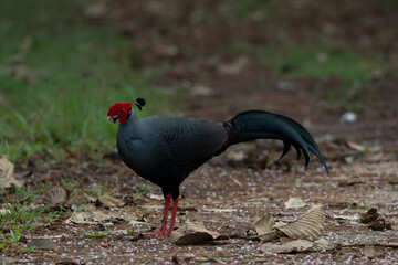 pheasant on the ground