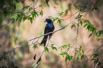 greater racket-tailed drago
