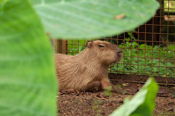 close up of capybara or Hydrochoerus hydrochaeris with creamy hair lying on the ground