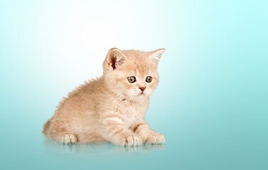 Little kitten, in turning move showing stump. with sweet droopy eyes.