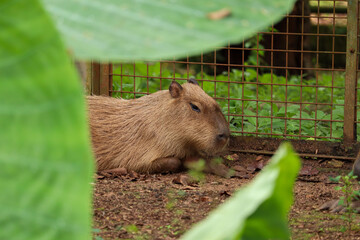 close up of capybara or Hydrochoerus hydrochaeris with creamy hair lying on the ground
