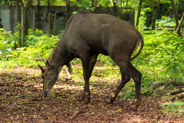 nilgai or Boselaphus tragocamelus a kind of antelope is standing tall