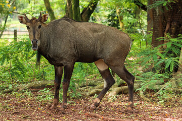 Naklejka na ściany i meble nilgai or Boselaphus tragocamelus a kind of antelope is standing tall