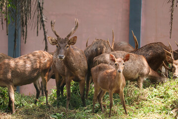nilgai or Boselaphus tragocamelus a kind of antelope is standing tall