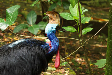 Naklejka premium close-up of a blue-headed cassowary with black feathers. is a giant bird