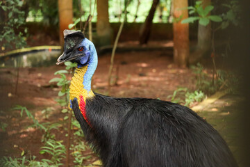 close-up of a blue-headed cassowary with black feathers. is a giant bird