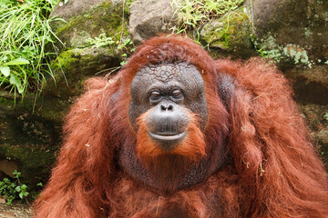 Obraz premium close up of the face of the Bornean orangutan or Pongo pygmaeus with brown hair with a black face