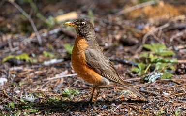 American Robin searching for food