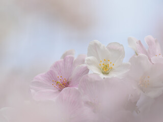 Obraz na płótnie Canvas Close up Somei-Yoshino cherry blossoms with bokeh