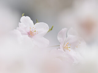 Naklejka na ściany i meble Close up Somei-Yoshino cherry blossoms with bokeh