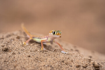 A Namib sand gecko, or gecko palmato, small colorful lizard in the Namib desert
