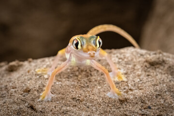 A Namib sand gecko, or gecko palmato, small colorful lizard in the Namib desert
