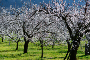 apricot trees in blossom in the austrian danube valley wachau